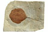 Fossil Leaf (Zizyphoides) - Montana #223823-1